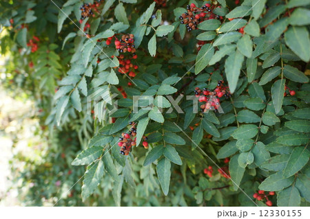 山椒の実 山椒の実 12330155