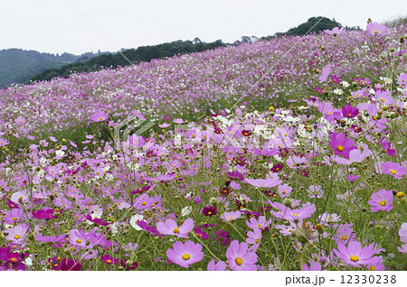 上場高原コスモス 12330238