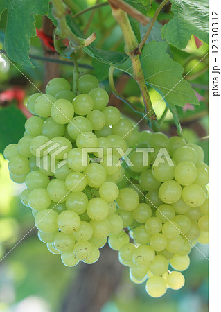 grapes 12330312