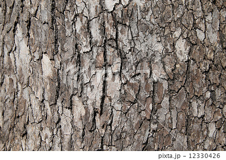 木の幹 背景素材の写真素材