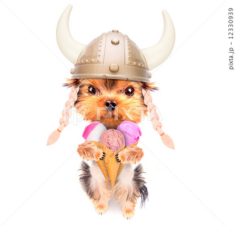 dog licking with ice cream 12330939