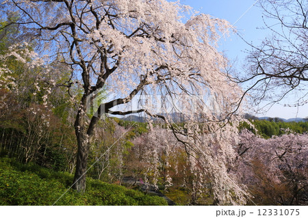 京都 天龍寺 望京の丘の枝垂れ桜 京都 天龍寺 望京の丘の枝垂れ桜 12331075