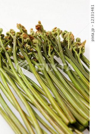 山菜の王者　わらび 12331461