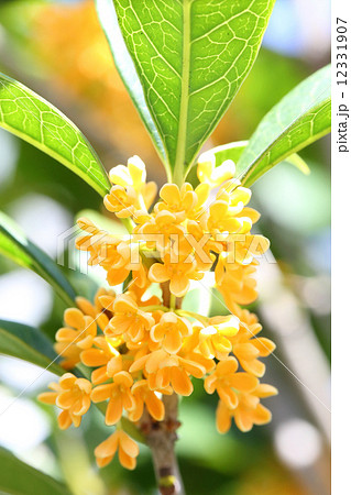 キンモクセイ 12331907