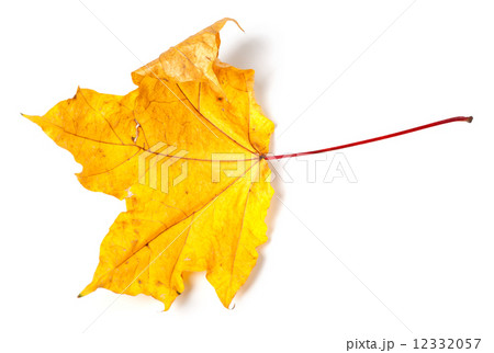 Yellow dried autumn maple-leaf Yellow dried autumn maple-leaf 12332057