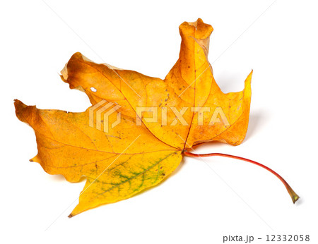 Yellow dried autumn maple-leaf on white background Yellow dried autumn maple-leaf on white background 12332058