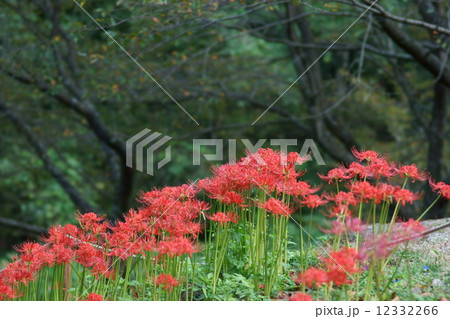 彼岸花 12332266