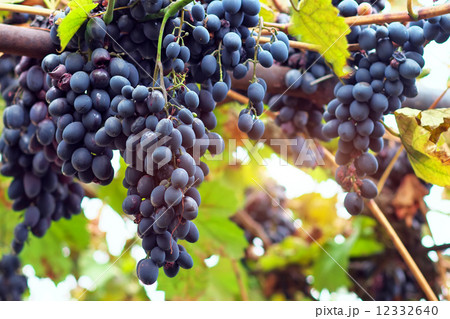 Ripe grapes Moldova. Ripe grapes with leaves and branches 12332640