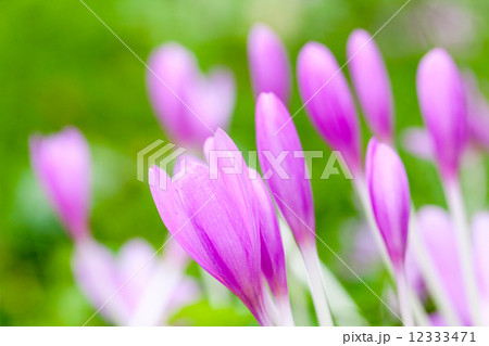 Crocus. Bright violet spring flowers on green meadow 12333471