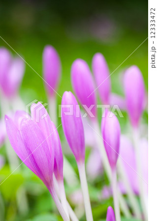 Crocus. Bright violet spring flowers on green meadow Crocus. Bright violet spring flowers on green meadow 12333472