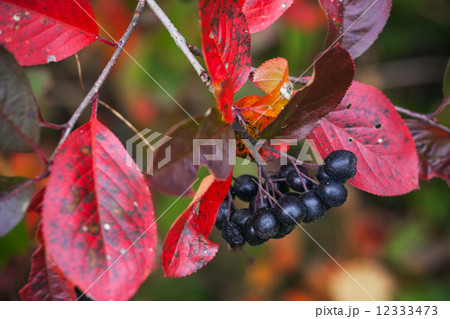 Branch of black chokeberry with black fruits and red leaves Branch of black chokeberry with black fruits and red leaves 12333473