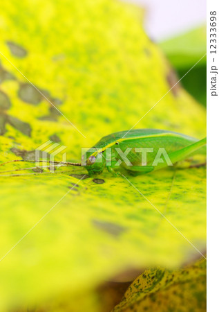 葉っぱの上にアオマツムシ 葉っぱの上にアオマツムシ 12333698
