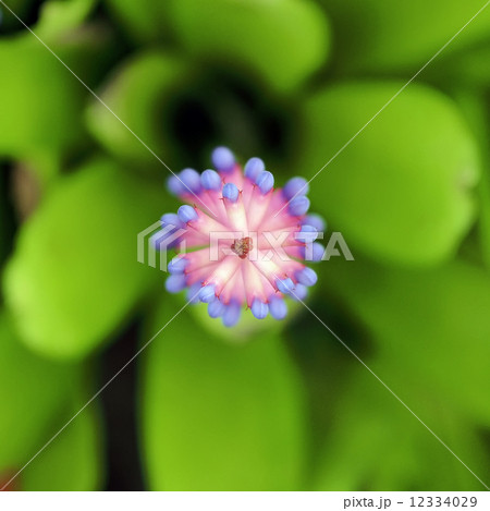 Pink blue Aechmea 12334029