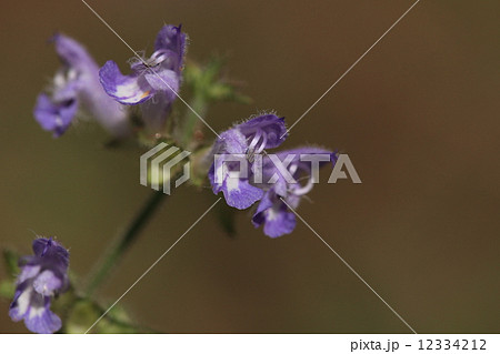 自然 植物 アキノタムラソウ、きれいな花ですが公園など身近なところで咲いています 自然 植物 アキノタムラソウ、きれいな花ですが公園など身近なところで咲いています 12334212