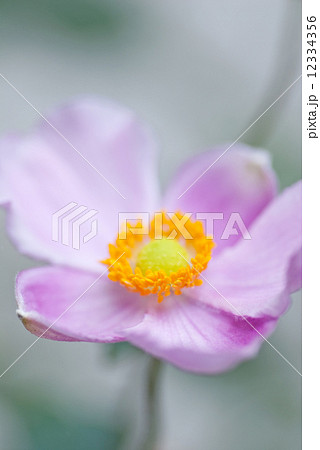 秋明菊の花 12334356