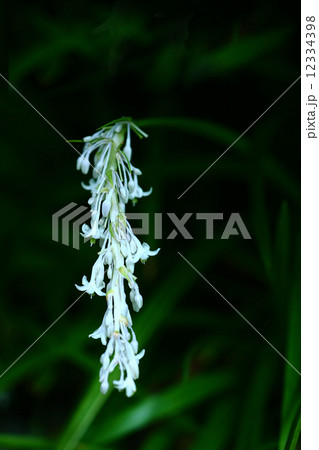 ノシランの白い花 ノシランの白い花 12334398