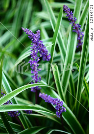 フイリヤブランの花 12334421