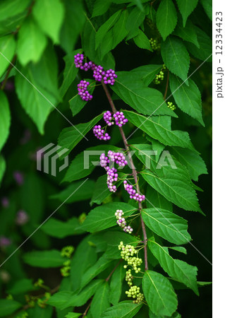 色づき始めたコムラサキの実 12334423