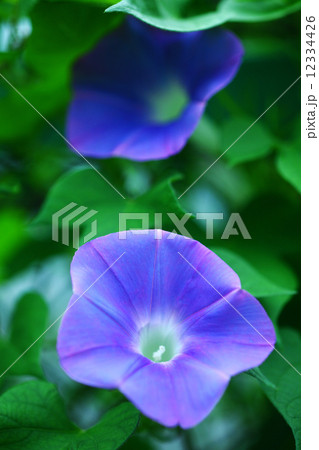 朝顔 青い花 朝顔 青い花 12334426