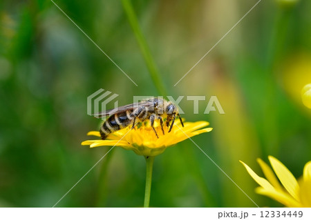 ユリオプスデージーと蜜蜂 ユリオプスデージーと蜜蜂 12334449