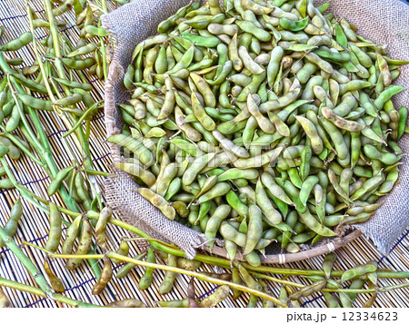 枝豆 枝豆 12334623