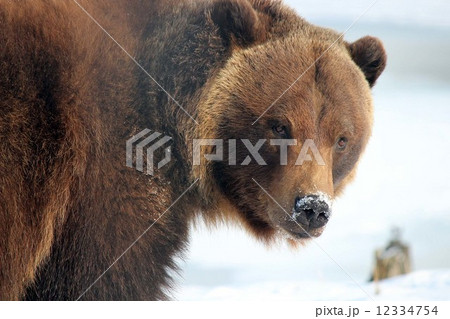 Grizzly_グリズリーブラウンベアー 12334754