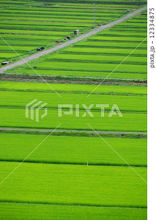 田野口の田 12334875