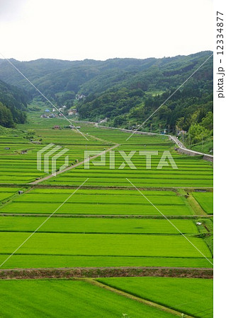 田野口の田 12334877