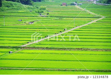 田野口の田 12334878