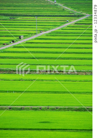田野口の田（日本の原風景） 12334879