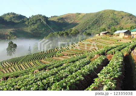 sunrise strawberry field in the morning sunrise strawberry field in the morning 12335038