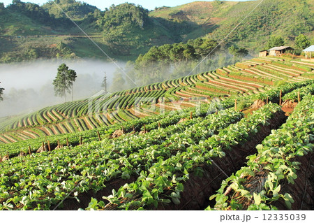 Beautiful landscape and fresh strawberries farm Beautiful landscape and fresh strawberries farm 12335039