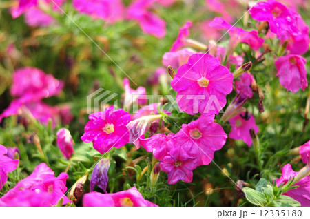 Petunias flowers Petunias flowers 12335180