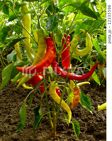 hot chili peppers 12335596