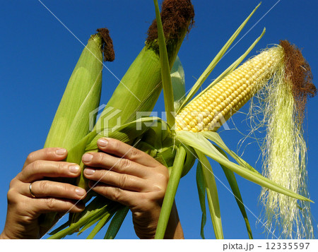 three corn cobs 12335597