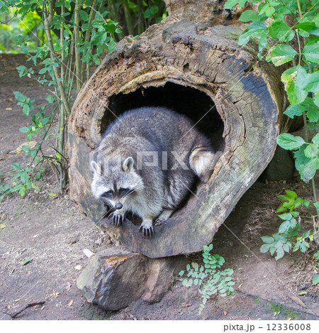 Adult raccoon at his nest 12336008