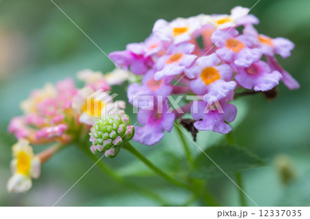 Lantana camara flowers Lantana camara flowers 12337035