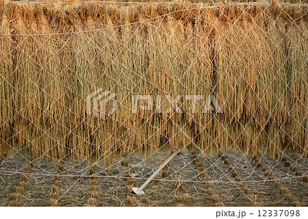 稲架掛け 稲架掛け 12337098