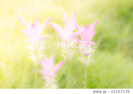 Pastel toned flowers Pastel toned flowers 12337176