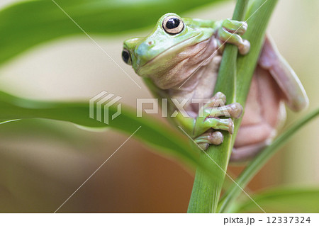 Australian Green Tree Frog Australian Green Tree Frog 12337324