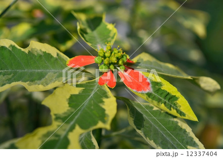 ショウジョウソウ 12337404