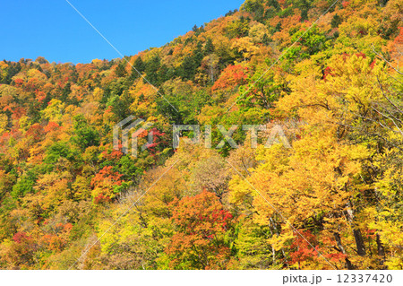 北海道 富良野市 紅葉の森の写真素材