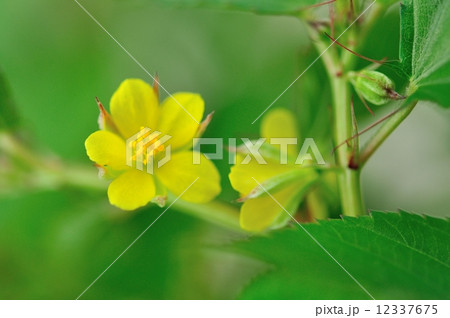 モロヘイヤの花の写真素材