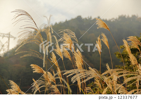 ススキ 12337677