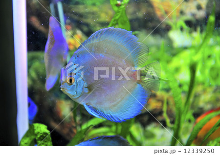 south american discus fish 12339250