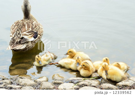 カルガモの黄色い産毛のアカチャン達とお母さん鴨 カルガモの黄色い産毛のアカチャン達とお母さん鴨 12339562