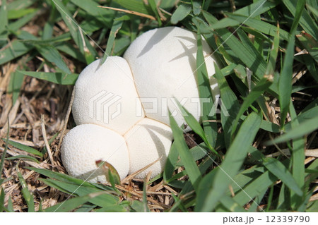 ホコリタケの幼菌 12339790