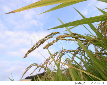 実りの秋 豊作と青空 実りの秋 豊作と青空 12340291