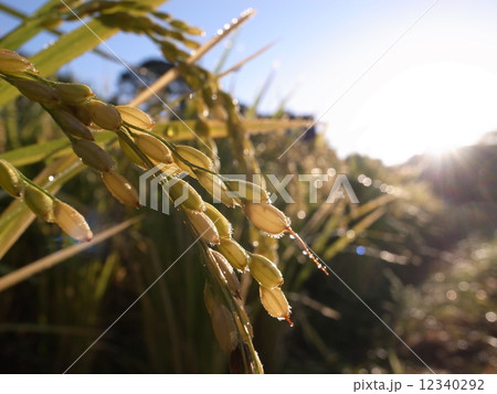 実りの秋 稲穂 実りの秋 稲穂 12340292