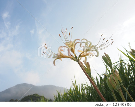青空と白の彼岸花 12340306